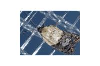 Acleris variegana