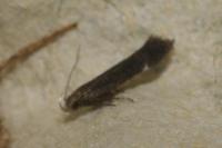 Aproaerema anthyllidella