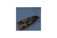 Aethes hartmanniana