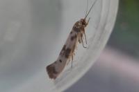 Enolmis acanthella