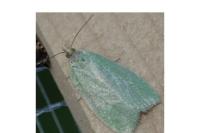 Tortrix viridana