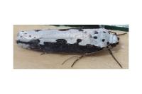 Ethmia bipunctella