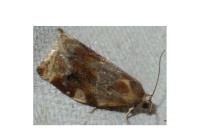 Archips xylosteana