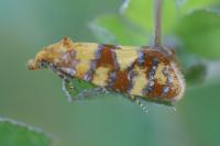Aethes tesserana