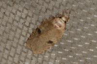 Agonopterix propinquella