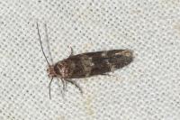 Mompha subbistrigella