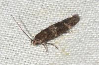 Mompha subbistrigella