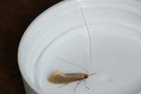Nematopogon swammerdamella