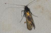 Adela reaumurella