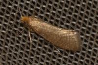 Nematopogon adansoniella