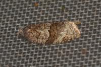 Syndemis musculana