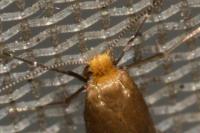 Nematopogon adansoniella