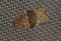 Syndemis musculana
