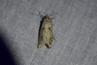 Diurnea fagella