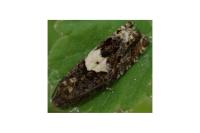 Epiblema gr. sticticana
