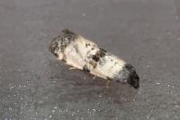 Cochylichroa atricapitana