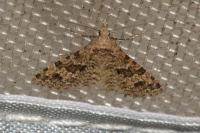 Alucita hexadactyla
