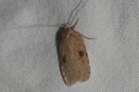 Agonopterix propinquella