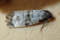 Cochylichroa atricapitana