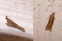 Metzneria lappella