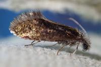 Dyseriocrania subpurpurella
