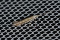 Coleophora