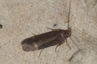 Aroga velocella