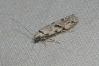 Stenolechiodes pseudogemmellus