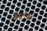 Teleiodes luculella