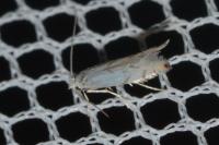 Phyllonorycter harrisella