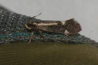 Esperia sulphurella