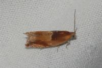 Ancylis mitterbacheriana