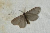 Rebelia plumella surientella