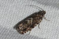 Pammene argyrana