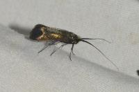 Adela reaumurella
