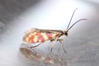 Micropterix tunbergella
