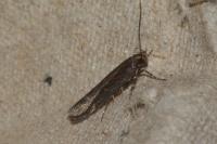 Aroga velocella
