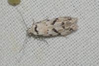 Stenolechiodes pseudogemmellus
