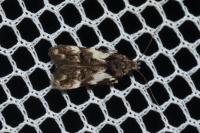 Teleiodes luculella