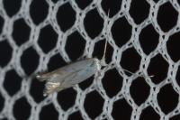 Phyllonorycter harrisella