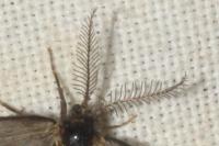 Rebelia plumella surientella