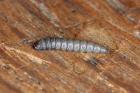 Eriocrania sangii