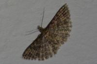 Alucita huebneri