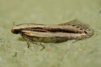 Mirificarma interrupta