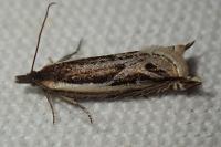 Ancylis apicella
