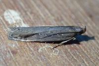 Neofaculta ericetella