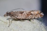 Ancylis unguicella