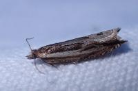 Ancylis apicella