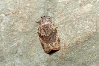 Syndemis musculana