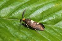 Incurvaria masculella
